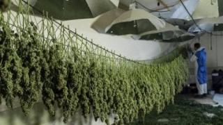 ضبط أكبر مصنع لتصنيع الحشيش بالقنطرة غرب بالإسماعيلية