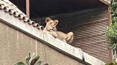 ضبط أسد غير مرخص داخل مزرعة بالبدرشين