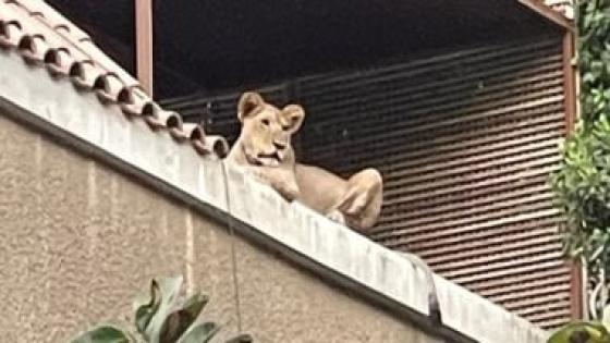 ضبط أسد غير مرخص داخل مزرعة بالبدرشين