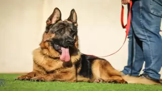 كلب - أرشيفية