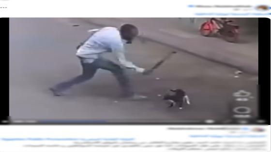 يعاني اضطرابًا نفسيًا.. ضبط عاطل اعتدى على قطة بالإسكندرية