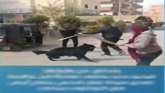 مشاجرة بالأسلحة البيضاء وسيدة بصحبتها كلب في المنوفية.. والأمن يكشف التفاصيل الفيديو