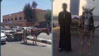 ضبط قائد عربة كارو لتعطيل الحركة أمام مستشفى بشمال سيناء.. وإيداع الدابة بالطب البيطري