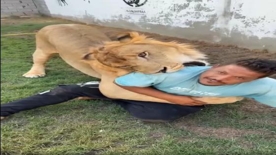 حبس صاحب الأسد بعد فيديو ترهيب عامل مصري في ليبيا