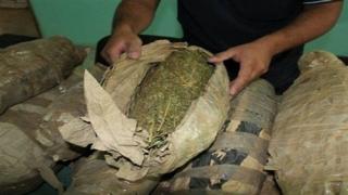 تاجر الكيف هرب بعد ضبط 5 كيلو بانجو داخل منزله بالقليوبية