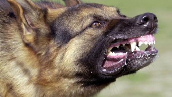 تفاصيل أصابة 8 أشخاص عقرهم كلب فى بولاق الدكرور